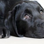 guilt dog looking up