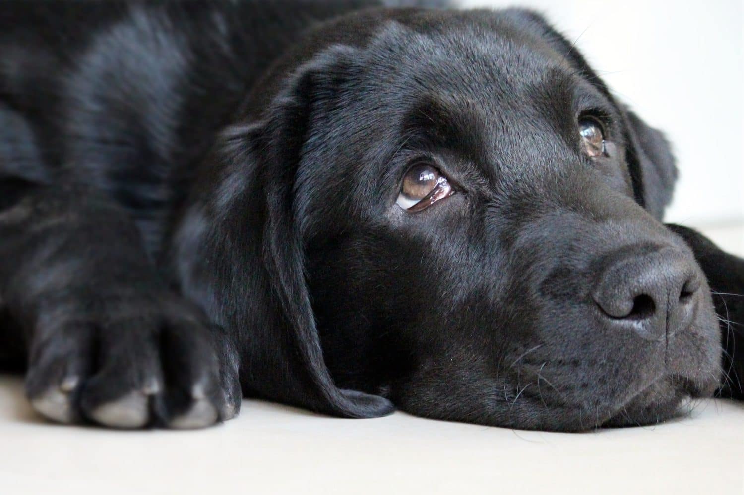 guilt dog looking up